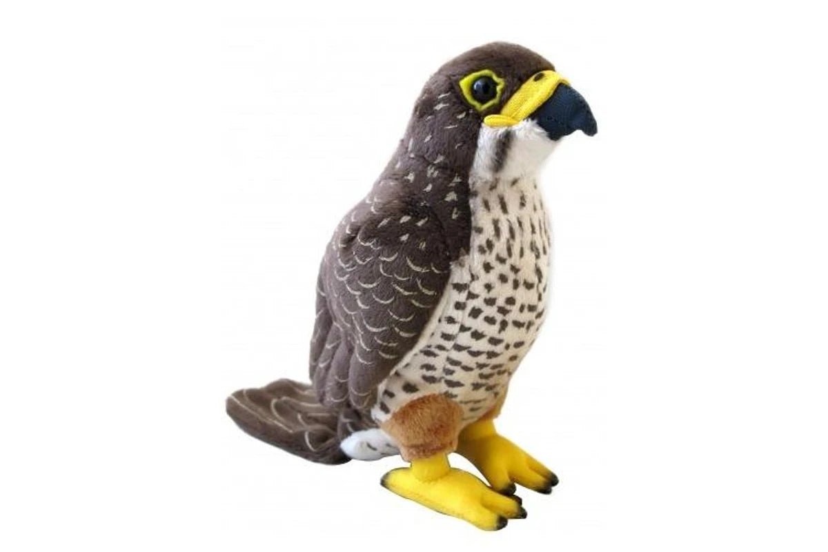 Kārearea (NZ Falcon) with Sound