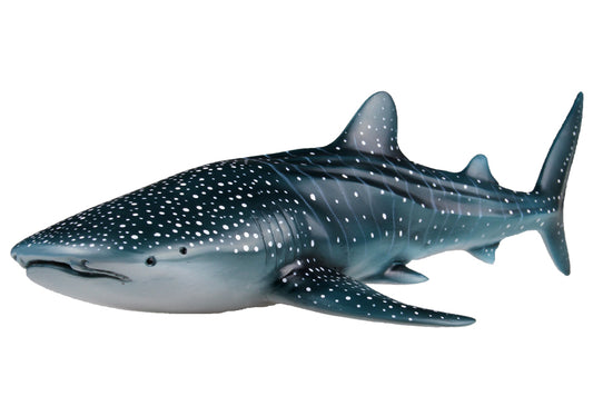 RECUR Whale Shark