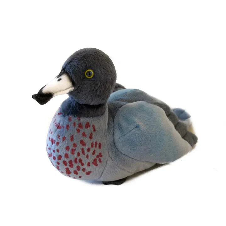 Whio (Blue Duck) with Sound