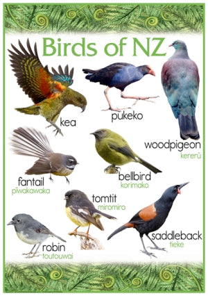 Birds of NZ (2 charts)