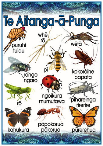 Māori Insects