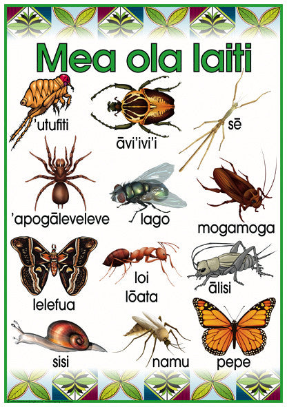 Samoan Insects