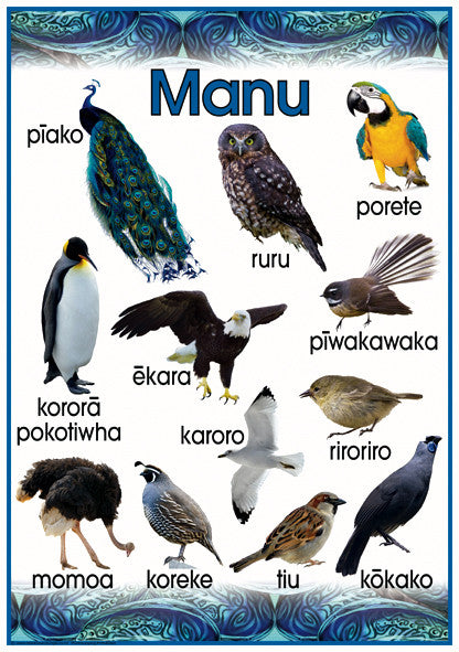 Māori Birds